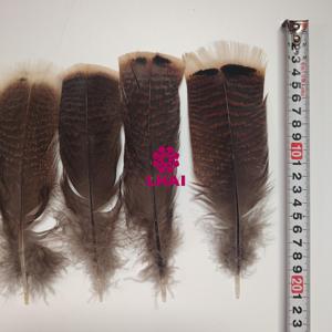 Plumas <span class=keywords><strong>de</strong></span> <span class=keywords><strong>Pavo</strong></span> Silvestre Naturales <span class=keywords><strong>de</strong></span> Diferentes Tamaños para Decoración, Venta al por Mayor <span class=keywords><strong>de</strong></span> Feather Factory, Precio Razonable, Excelente Calidad - Product Image 1