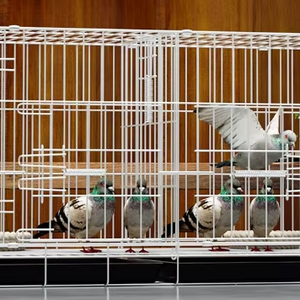 Cages de luxe modernes en acier inoxydable massif pour intérieur/extérieur, blanches, pour pigeons, vente directe en usine, tailles personnalisables, boîte de couleurs - Product Image 1