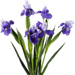 <span class=keywords><strong>Iris</strong></span> artificiel fleur mariage mariée maison cuisine fête décor réel toucher longues tiges véritables arrangements <span class=keywords><strong>violet</strong></span> <span class=keywords><strong>violet</strong></span> - Product Image 1