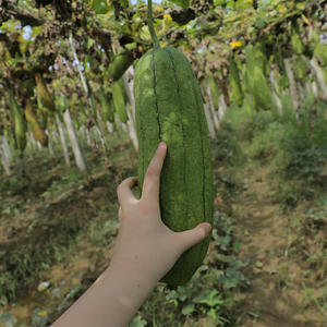 High Quality Natural Bath Scrub Sponges Luffa/loofa/loofah - Product Image 2