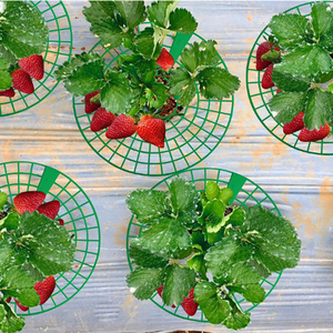 Supports de fraises, <span class=keywords><strong>support</strong></span> pratique pour fraises en croissance amovible pour empêcher la plante de pourrir les jours de pluie - Product Image 2