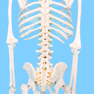 Mô hình bộ xương người lớn 170cm với dây thần kinh và mạch máu phòng thí nghiệm Mô hình giảng dạy khoa học y tế - Product Image 6