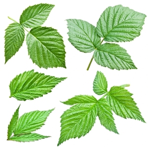 Fu Pen Zi Ye Usine En Gros Feuille De Thé À La Framboise Sachet De Thé À La Feuille De Framboise Thé Tonique Énergétique - Product Image 3