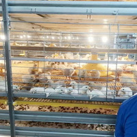 Équipement de ferme pour poulets de chair Cage pour poulets de chair Système de cage automatique pour poulets de chair de bonne qualité