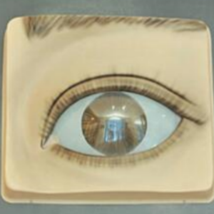 แบบจำลองทางวิทยาศาสตร์การแพทย์ ADA - แบบจำลองกระดูกสันหลังและเส้นประสาท พร้อมระบบควบคุมม่านตาด้วยไฟฟ้า (ควบคุมแสง) รุ่น A2128/A2132 เซี่ยงไฮ้ - Product Image 6