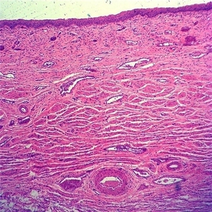 100% 工場カスタムガラススライド人間組織学を使用して作成された生体医学研究用顕微鏡スライド - Product Image 2