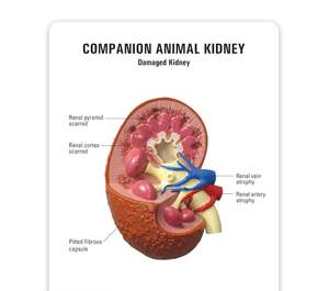 KyrenMed-Modelo de riñón animal de compañía de 2 piezas con renal normal y anatomía patológica para enseñanza veterinaria - Product Image 5