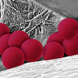 Microsphères de PS colorées modifiées par un groupe carboxyle, rouge, vert, bleu, pour l'étiquetage en laboratoire - Product Image 1