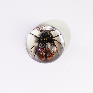 Résine Artisanat Taxidermie Insectes en Résine Transparent Acrylique Souvenirs Insectes Faits À La Main Véritables Insectes Spécimens Beetle - Product Image 2