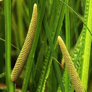 วัตถุดิบธรรมชาติรากวัชหวานแห้งเกรดอาหาร (Acorus Calamus) สำหรับชงชาและผลิตอาหาร - Product Image 1