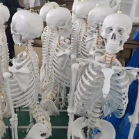 Modèle de squelette humain grandeur nature en plastique PVC de 180 cm pour la formation en sciences médicales et l'anatomie