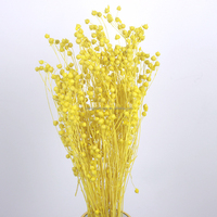 Dekorative Blumen Natürliche echte getrocknete Pflanzen und Blumen Bunte Jequirity Acacia Bean Home Decor DIY Harzform Material