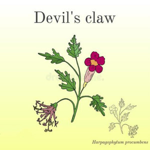 High Quality GMP Standard Harpagoside <strong>Devil</strong> <strong>Claw</strong> <strong>Extract</strong> Harpagophytum Procumbens <strong>Extract</strong> - Product Image 2