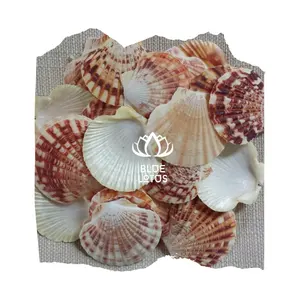 Hot Deal Pas Cher Prix Huître Pétoncle Coquillage Taille Personnalisée Shell Art Nettoyé De Lotus Bleu Vietnam