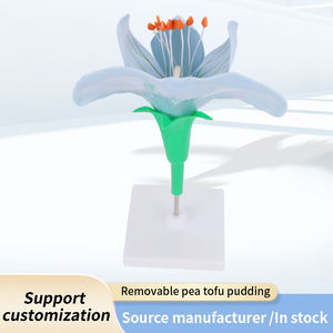 Modèle réaliste <span class=keywords><strong>de</strong></span> fleur <span class=keywords><strong>de</strong></span> pois durable pour <span class=keywords><strong>l</strong></span>'utilisation en classe et en laboratoire Modèle d'affichage <span class=keywords><strong>de</strong></span> biologie essentielle pour les écoles <span class=keywords><strong>de</strong></span> médecine - Product Image 3