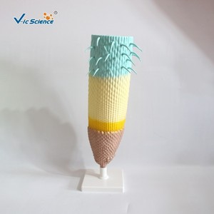 Matériel pédagogique : Modèles de plantes pour l'enseignement de la biologie au collège ; Modèle de section longitudinale de racine de maïs. - Product Image 2