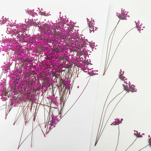 Fleurs séchées pressées en vrac, multi-têtes, couleurs mélangées, directement de l'usine, pour invitations de mariage, scrapbooking et artisanat - Product Image 4