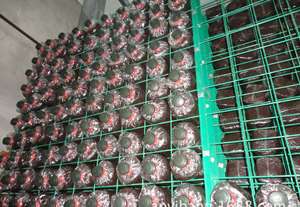 Size Customizable Oyster/shiitake/lions Mane Mushroom Farm Growing Shelves System Mushroom Cultivation Rack - Product Image 3