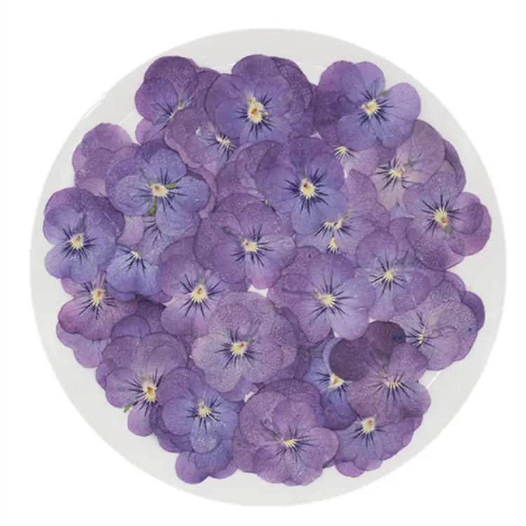 Viola Pansy mit gelbem Nagel Handwerk handgemachte Lesezeichen natürliche Pflanze umwelt freundliche echte gepresste getrocknete Blume