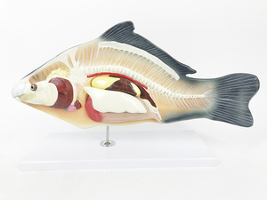 YA/B023 anatomia del pesce di dimensioni naturali e Torso campione di pesce per adulti per riferimento anatomico modello di anatomia del pesce - Product Image 2
