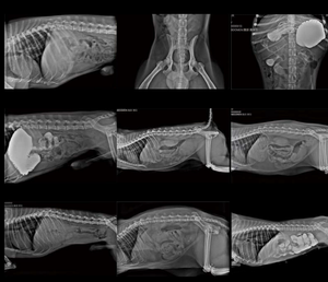 ระบบเอ็กซเรย์แขนตัวซีแบบสัตวแพทย์หน้าจอสัมผัสติดตั้งถาวร32kW สำหรับเครื่องแนะแนวการผ่าตัด - Product Image 4
