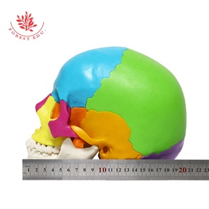 <span class=keywords><strong>El</strong></span> modelo de cráneo anatómico médico incluye FRT025 pintado de colores, <span class=keywords><strong>el</strong></span> hueso entero se puede dividir en 22 Partes, modelo de <span class=keywords><strong>esqueleto</strong></span> de cráneo - Product Image 4