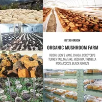 QinShanTang Poudre d'extrait de champignon Shiitake Ahcc en vrac biologique de haute qualité