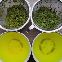 Thé vert Tencha de style japonais en gros, ombragé, fourni directement par l'usine, échantillons gratuits, procédé à la vapeur, goût pur, thé Tencha