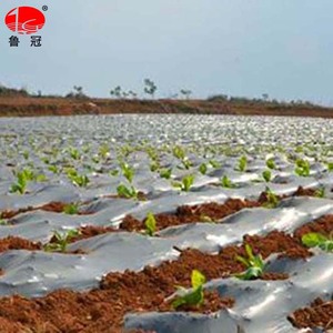 24 heures de Service Client En Ligne Invernadero <span class=keywords><strong>Agricole</strong></span> de Paillis En Plastique Argent <span class=keywords><strong>Noir</strong></span> <span class=keywords><strong>Film</strong></span> Couche de Paillis - Product Image 6