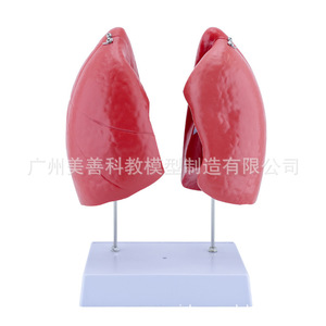 Modèle de poumon, modèle d'anatomie du poumon humain, structure du système respiratoire du bronchus pulmonaire, modèle d'aide pédagogique médicale - Product Image 1
