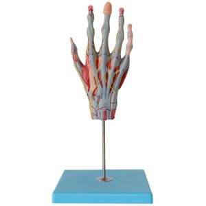 Медицинская учебная модель: Анатомия кисти с нервами и кровеносными сосудами - Product Image 5