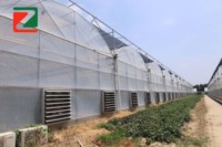 Serre en film multi-spans reliés, adaptée à plusieurs applications de plantation