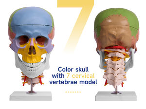 L027A Crâne de couleur modèle de science médicale avec 7 vertèbres <span class=keywords><strong>cervicales</strong></span> Anatomie étude <span class=keywords><strong>squelette</strong></span> pour la formation médicale - Product Image 6