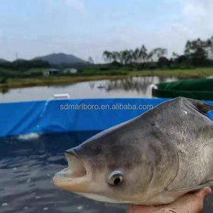 <span class=keywords><strong>Bassin</strong></span> d'aquaculture extra large en <span class=keywords><strong>plastique</strong></span>, <span class=keywords><strong>bassin</strong></span> de pisciculture en bâche, étang à poissons <span class=keywords><strong>hors</strong></span> <span class=keywords><strong>sol</strong></span>, réservoir d'élevage de poissons - Product Image 5