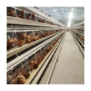 Geflügelfarmzubehör automatische Hühner-Schienenbatterie-Käfer werden mit billigen A-Hühnereien verkauft