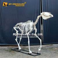 Modèle de squelette de cheval grandeur nature My Dino pour musée