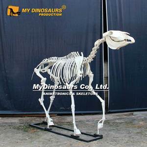 Modelo de <span class=keywords><strong>Esqueleto</strong></span> de <span class=keywords><strong>Caballo</strong></span> de Tamaño Real para Museo, Mi Dinosaurio - Product Image 2