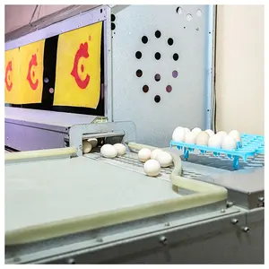 Moderno plano de design e fornecimento de equipamentos de construção de galinheiro granja sistema de coleta Automática de ovos