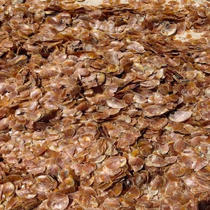 Giá rẻ Seashell murex operculum có sẵn trong số lượng lớn tự nhiên vỏ biển Lý tưởng cho nghệ thuật trang trí truyền thống sử dụng và bộ sưu tập - Product Image 3