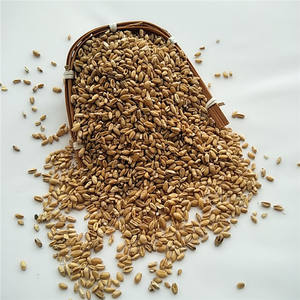 Fructus Tritici Levis/Frutos de Trigo Flotante/Trigo Ligero Secos de Hierbas Chinas Fu <span class=keywords><strong>Xiao</strong></span> <span class=keywords><strong>Mai</strong></span> en Venta - Product Image 5
