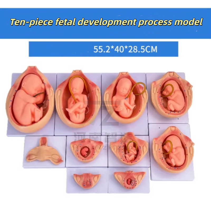 Juego de 10 piezas sobre el embarazo natural y el desarrollo fetal