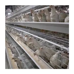 養鶏場小屋タイプ自動飼育システムベビーブローダーチックケージチキン多機能提供チキン製品