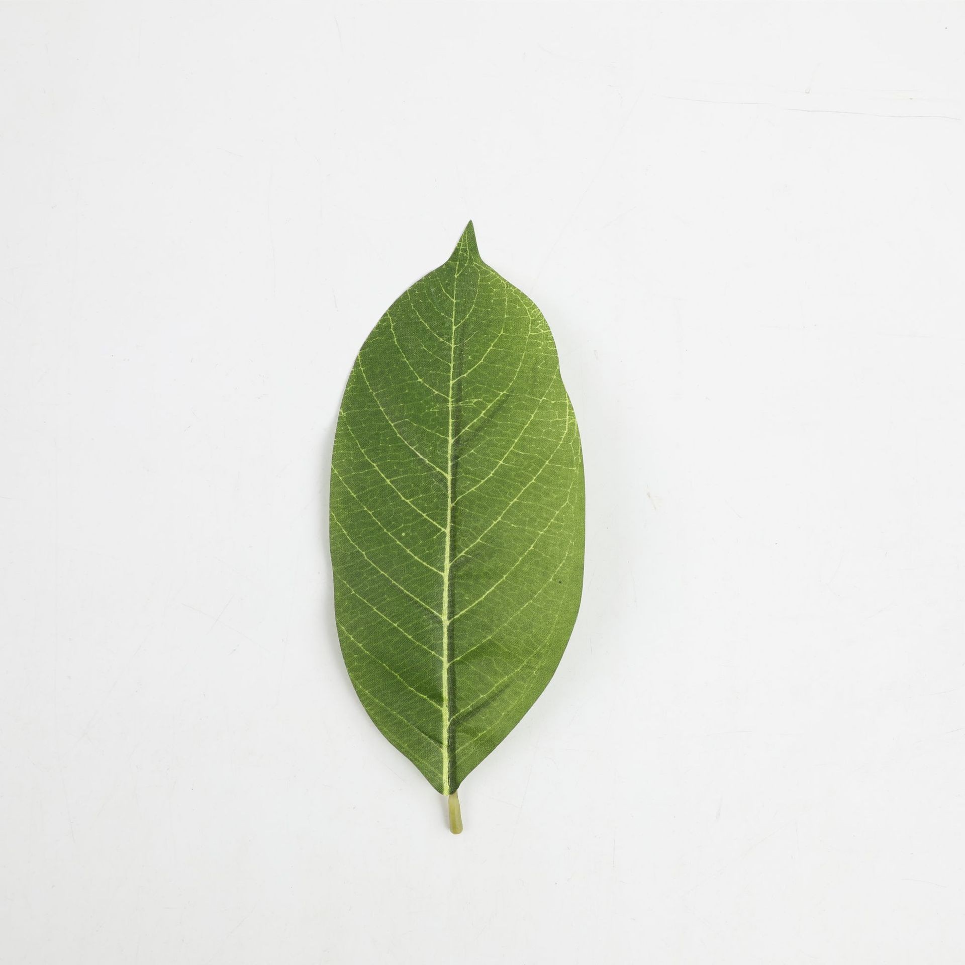 012 Grandes feuilles de magnolia - Vert
