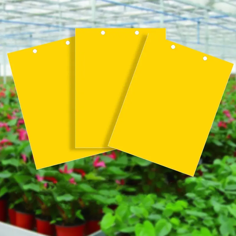 China Supplier Yellow Sticky Fly Traps Product Fly Insect Sticky Traps Catcher Sticky Traps For Flying Insect In Greenhouse