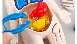 14 pièces modè<span class=keywords><strong>le</strong></span> éducatif 3D blocs scientifiques modè<span class=keywords><strong>le</strong></span> de construction jouets éducation précoce modè<span class=keywords><strong>le</strong></span> d'organe <span class=keywords><strong>humain</strong></span> - Product Image 4