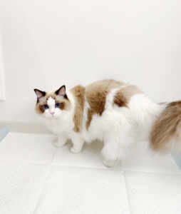 <span class=keywords><strong>Empapadores</strong></span> para <span class=keywords><strong>Perros</strong></span>, Desodorante para Gatos, Almohadillas Absorbentes, 100 Unidades, Pañales Gruesos para Orina, Tapete Sanitario para Cachorros - Product Image 2