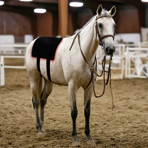 סוסים ליד אינפרא אדום טיפול אור אדום 660nm מכשיר טיפול אדום - Product Image 2