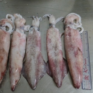 Tươi đông lạnh loligo mực làm sạch toàn bộ xúc tu hải sản số lượng lớn iqf Hoang Dã đánh bắt cao cấp xuất khẩu dịch vụ thực phẩm cung cấp - Product Image 5