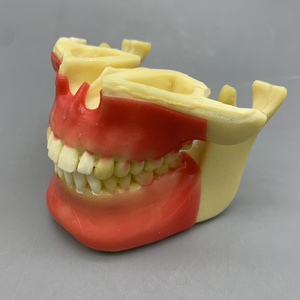 Modèle pour les étudiants à pratiquer la plantation de vis; modèle pour pratiquer avec des modèles d'os moussants - Product Image 2