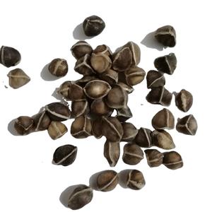 <span class=keywords><strong>La</strong></span> <span class=keywords><strong>mu</strong></span> zi indiani nuovi semi crudi di Moringa graine Moringa oleifera - Product Image 1